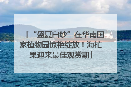 “盛夏白纱”在华南国家植物园惊艳绽放！海杧果迎来最佳观赏期