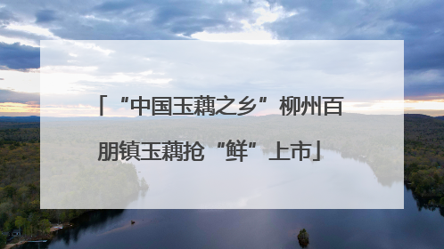 “中国玉藕之乡”柳州百朋镇玉藕抢“鲜”上市