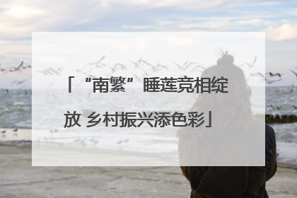 “南繁”睡莲竞相绽放 乡村振兴添色彩