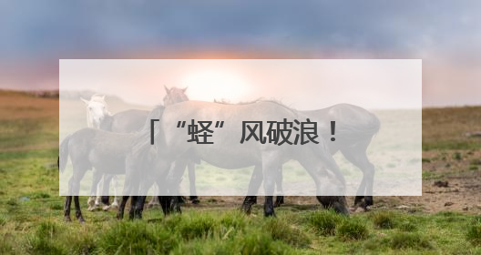 “蛏”风破浪！日供应量上万斤，青岛最大蛏子养殖区滩涂掘金