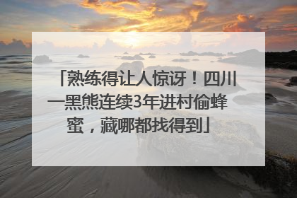 熟练得让人惊讶！四川一黑熊连续3年进村偷蜂蜜，藏哪都找得到