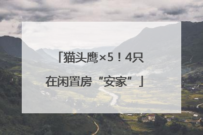 猫头鹰×5！4只在闲置房“安家”