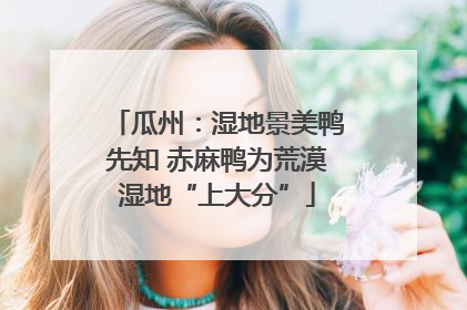 瓜州：湿地景美鸭先知 赤麻鸭为荒漠湿地“上大分”