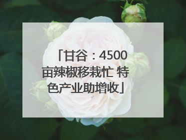 甘谷：4500亩辣椒移栽忙 特色产业助增收