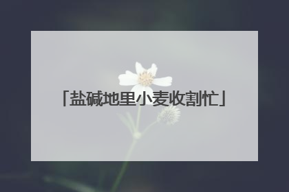 盐碱地里小麦收割忙