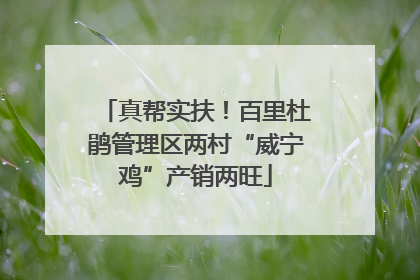 真帮实扶！百里杜鹃管理区两村“威宁鸡”产销两旺