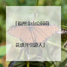福州金山公园荷花盛开引游人