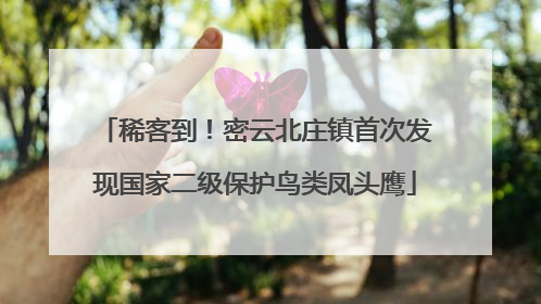 稀客到！密云北庄镇首次发现国家二级保护鸟类凤头鹰