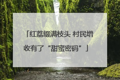 红荔缀满枝头 村民增收有了“甜蜜密码”