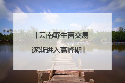云南野生菌交易逐渐进入高峰期