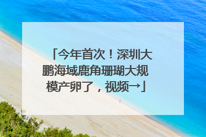 今年首次！深圳大鹏海域鹿角珊瑚大规模产卵了，视频→