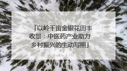 以岭千亩金银花田丰收景：中医药产业助力乡村振兴的生动写照