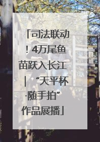 司法联动！4万尾鱼苗跃入长江｜“天平杯·随手拍”作品展播