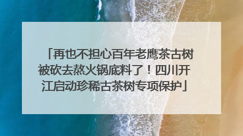 再也不担心百年老鹰茶古树被砍去熬火锅底料了！四川开江启动珍稀古茶树专项保护