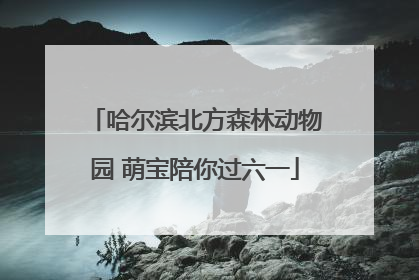哈尔滨北方森林动物园 萌宝陪你过六一