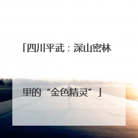 四川平武：深山密林里的“金色精灵”