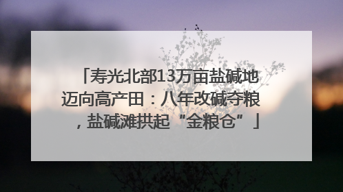 寿光北部13万亩盐碱地迈向高产田：八年改碱夺粮，盐碱滩拱起“金粮仓”