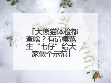 大熊猫体检都查啥？有请模范生“七仔”给大家做个示范