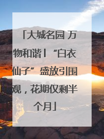 大城名园 万物和谐│“白衣仙子”盛放引围观，花期仅剩半个月