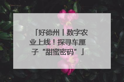 好德州丨数字农业上线！探寻车厘子“甜蜜密码”