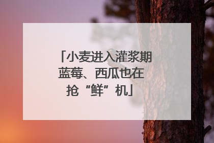 小麦进入灌浆期 蓝莓、西瓜也在抢“鲜”机