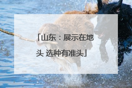 山东：展示在地头 选种有准头