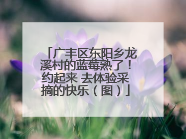 广丰区东阳乡龙溪村的蓝莓熟了！约起来 去体验采摘的快乐（图）