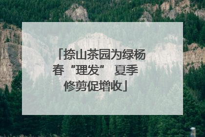捺山茶园为绿杨春“理发” 夏季修剪促增收