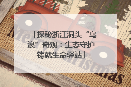 探秘浙江洞头“鸟浪”奇观：生态守护铸就生命驿站