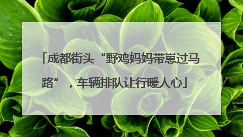 成都街头“野鸡妈妈带崽过马路”，车辆排队让行暖人心