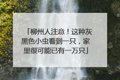 柳州人注意！这种灰黑色小虫看到一只，家里很可能已有一万只