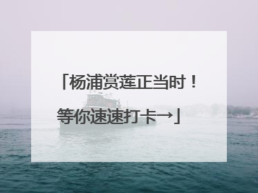 杨浦赏莲正当时！等你速速打卡→