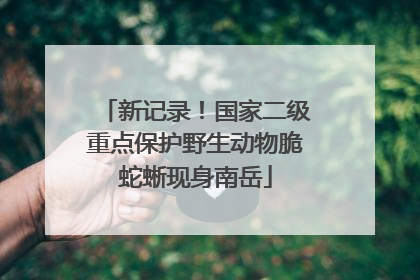 新记录！国家二级重点保护野生动物脆蛇蜥现身南岳