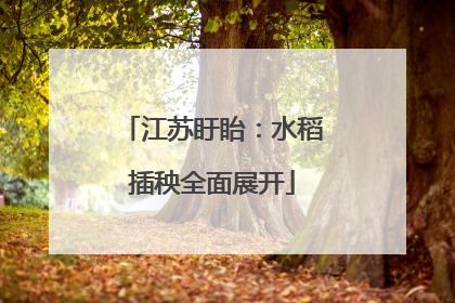 江苏盱眙：水稻插秧全面展开