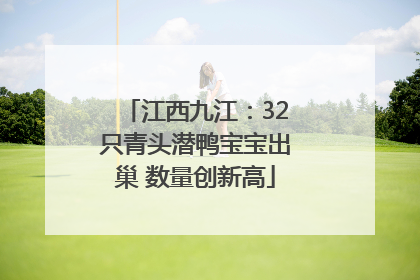 江西九江：32只青头潜鸭宝宝出巢 数量创新高