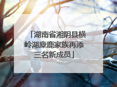 湖南省湘阴县横岭湖麋鹿家族再添三名新成员