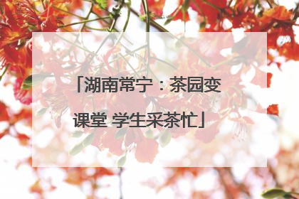 湖南常宁：茶园变课堂 学生采茶忙