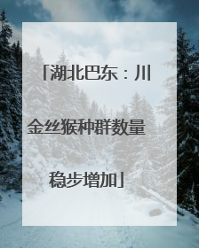 湖北巴东：川金丝猴种群数量稳步增加