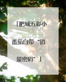 肥城五彩小番茄自带“销量密码”