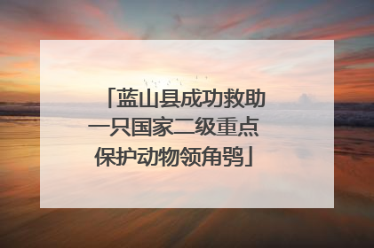 蓝山县成功救助一只国家二级重点保护动物领角鸮