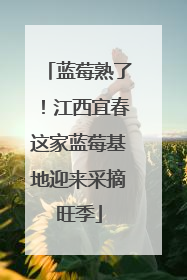 蓝莓熟了！江西宜春这家蓝莓基地迎来采摘旺季