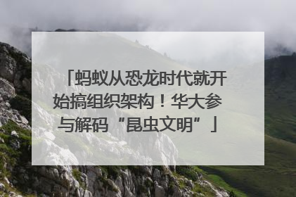 蚂蚁从恐龙时代就开始搞组织架构！华大参与解码“昆虫文明”
