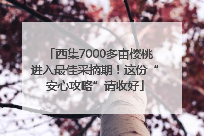 西集7000多亩樱桃进入最佳采摘期！这份“安心攻略”请收好