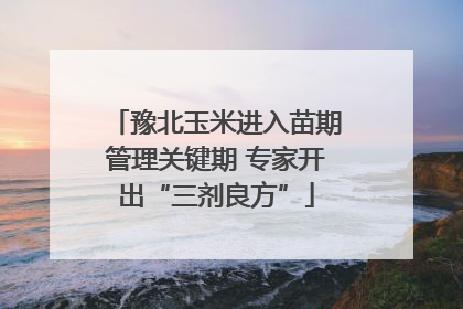 豫北玉米进入苗期管理关键期 专家开出“三剂良方”