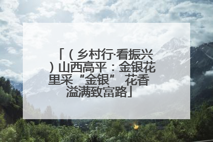 （乡村行·看振兴）山西高平：金银花里采“金银” 花香溢满致富路