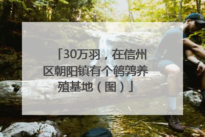 30万羽，在信州区朝阳镇有个鹌鹑养殖基地（图）