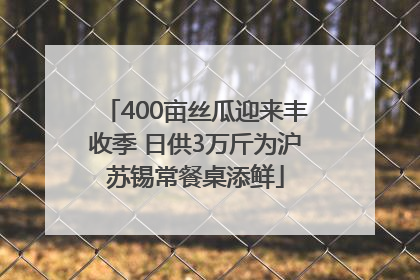 400亩丝瓜迎来丰收季 日供3万斤为沪苏锡常餐桌添鲜