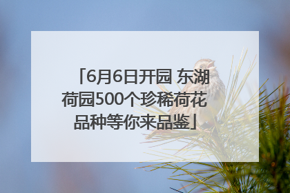 6月6日开园 东湖荷园500个珍稀荷花品种等你来品鉴